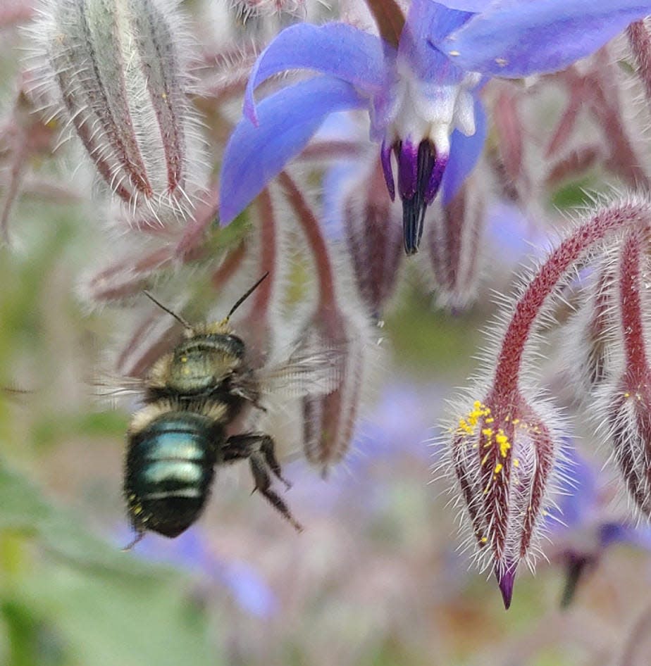 Mason bees are among some 500 species of bees that are native to Oregon. Mason bees are black or almost blue, and to an untrained eye might look more like a fly than a bee.