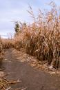 <p>Beginning in September, the <a href="https://newberrycornfieldmaze.com/" rel="nofollow noopener" target="_blank" data-ylk="slk:Newberry Cornfield Maze;elm:context_link;itc:0;sec:content-canvas" class="link ">Newberry Cornfield Maze</a> transforms into a fun spot for families during the day, and a chill-inducing haunted attraction by night. While you’re at the Gainesville area cornfield, be sure to take your kids on their scenic hayride, and when the sun sets, head towards their haunted house.</p><p><a class="link " href="https://go.redirectingat.com?id=74968X1596630&url=https%3A%2F%2Fwww.tripadvisor.com%2FAttractions-g34472-Activities-Newberry_Florida.html&sref=https%3A%2F%2Fwww.countryliving.com%2Flife%2Ftravel%2Fg22717241%2Fcorn-maze-near-me%2F" rel="nofollow noopener" target="_blank" data-ylk="slk:PLAN YOUR TRIP;elm:context_link;itc:0;sec:content-canvas">PLAN YOUR TRIP</a></p>