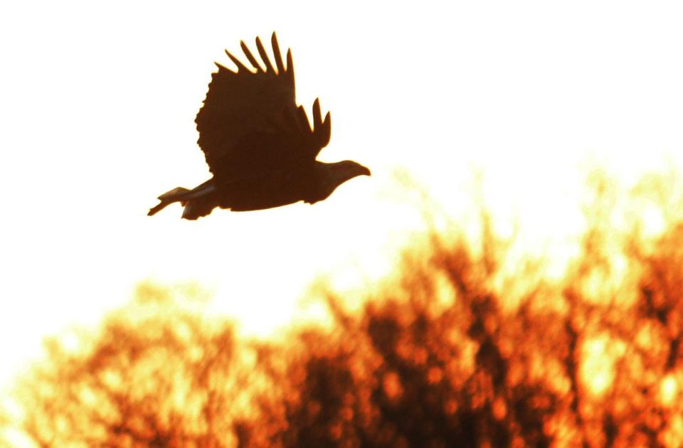 A bald eagle is silhouetted against the setting sun over the Thames River in Norwich recently.