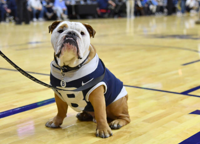 how many college basketball teams have a bulldog mascot