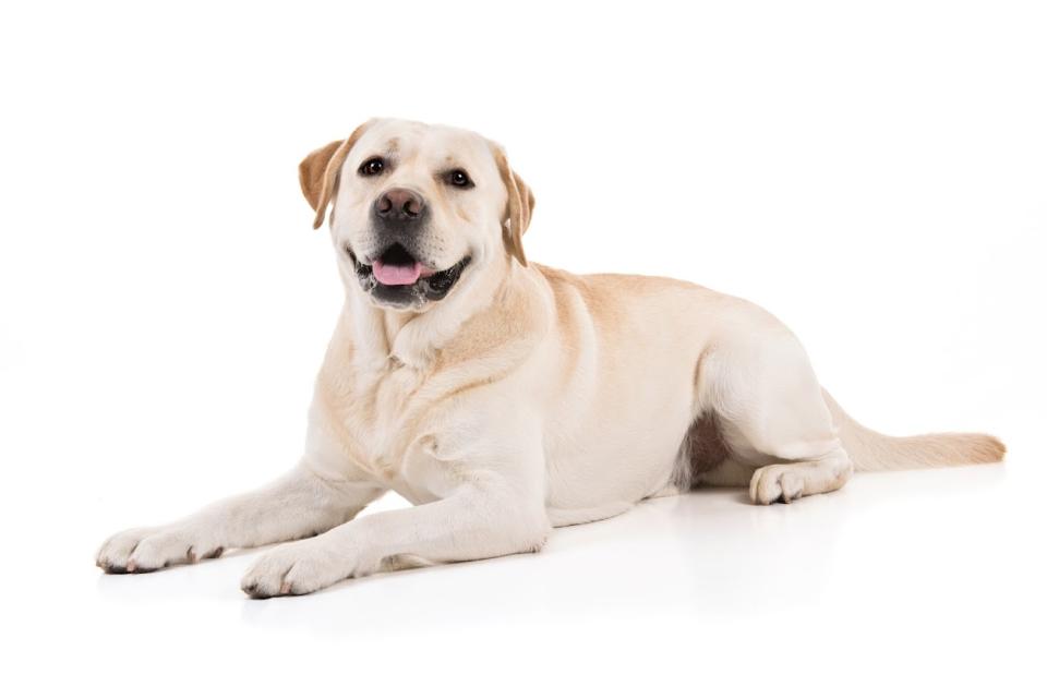 Labrador retriever (Courtesy of the AKC)