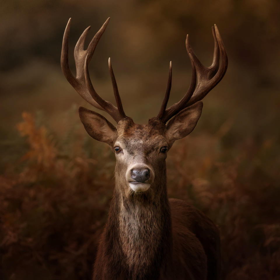 ***PLEASE NOT THESE IMAGES ARE UNDER EMBARGO TILL 00:01GMT 07/02/2022**

Winner stag in Richmond Park by Mark Lynham. See SWNS story SWNNwildlife; The Society of International Nature and Wildlife Photographers have announced the winners of the Wonderful Wildlife Photography Competition. Mark Lynham from Buckinghamshire, England was chosen as the winner. Mark has won 12 months membership to The Society of International Nature and Wildlife Photographers (SINWP) organisation. Colin Jones The Societies Director says, â€œThis competition was very popular with images coming in from all over the Globe, Markâ€™s beautiful image was chosen as the winning image as the gentle tones and colour captures the theme of the competition very well.â€

  