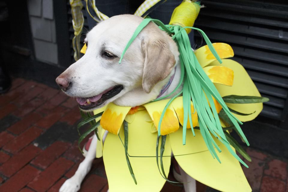 Emma Fred, an 11-year-old yellow Labrador retriever, is a hospice dog and won the "Daffiest Dog" award in 2019 as part of the Newport Daffodil Days Festival.