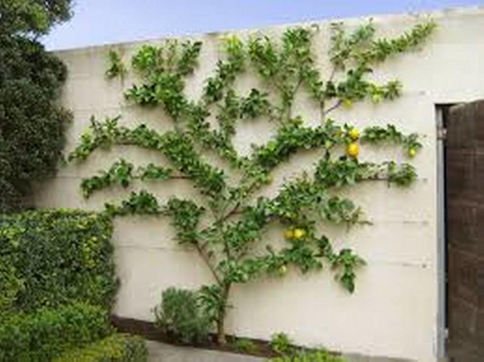 The horticultural skill of training fruit trees to grow flat against a wall depends on frequent pruning and tying, and the warmth of the wall helps the fruit to ripen sooner.