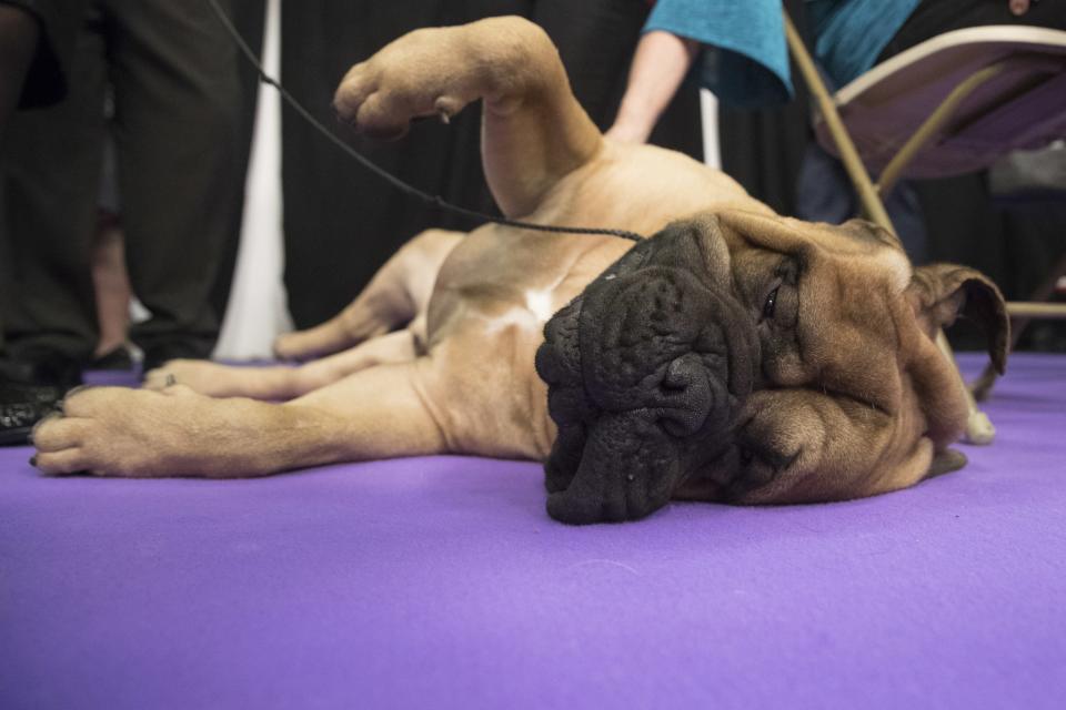 <p>Vulkano, a bullmastiff, from Buenos Aires, gets a belly rub after competing in the 141st Westminster Kennel Club Dog Show, Tuesday, Feb. 14, 2017, in New York. (AP Photo/Mary Altaffer) </p>