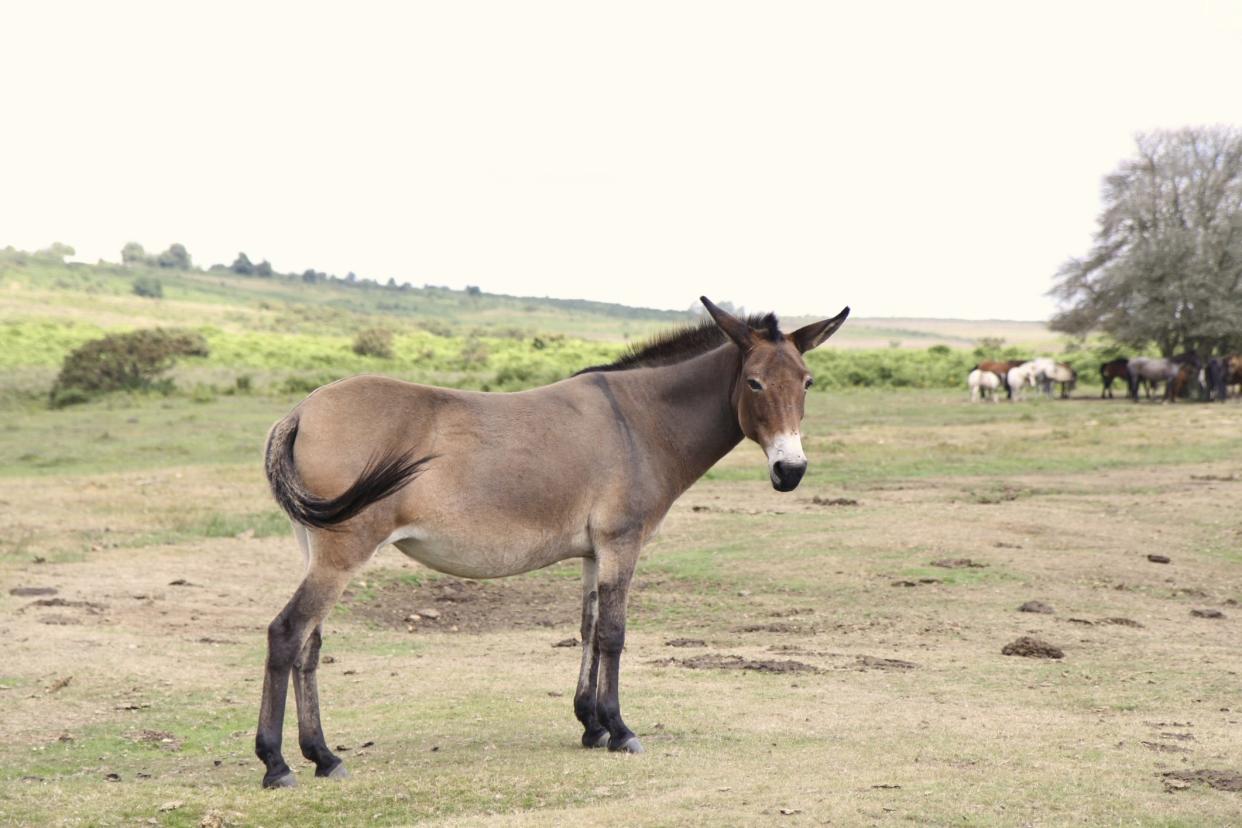 "All during my childhood and adolescence, Stockings — with her teammate, a spotted mare — pulled the several kinds of plows he used to prepare, plant and cultivate the fields where he grew cotton, corn and field peas."