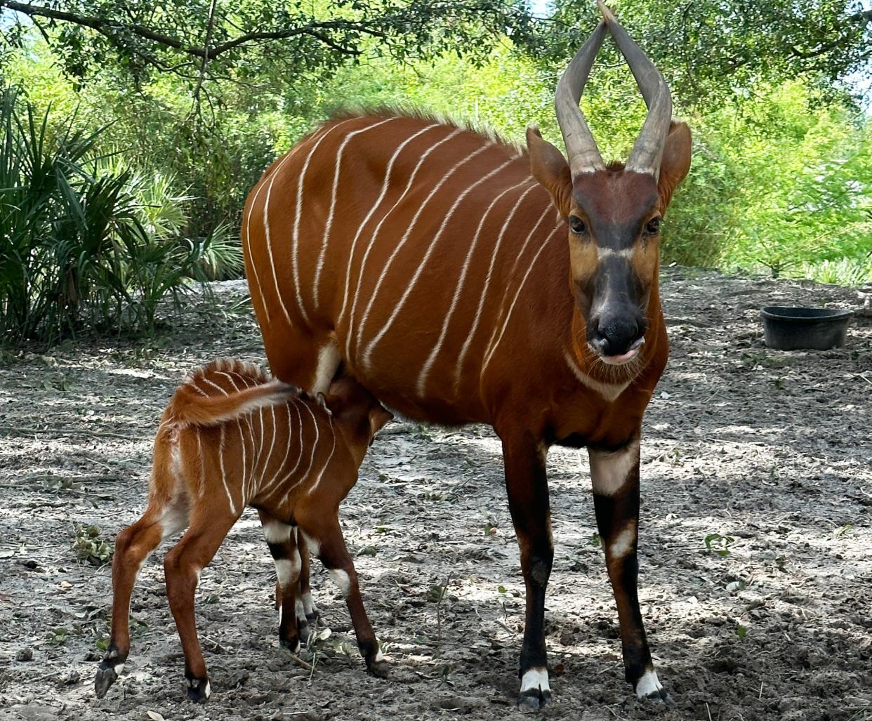 Eastern bongo calf Kimani, born June 25 at the Jacksonville Zoo and Gardens, gets nutrition from mother Shimba.