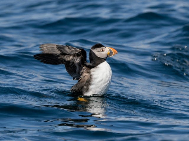 Puffin showing off