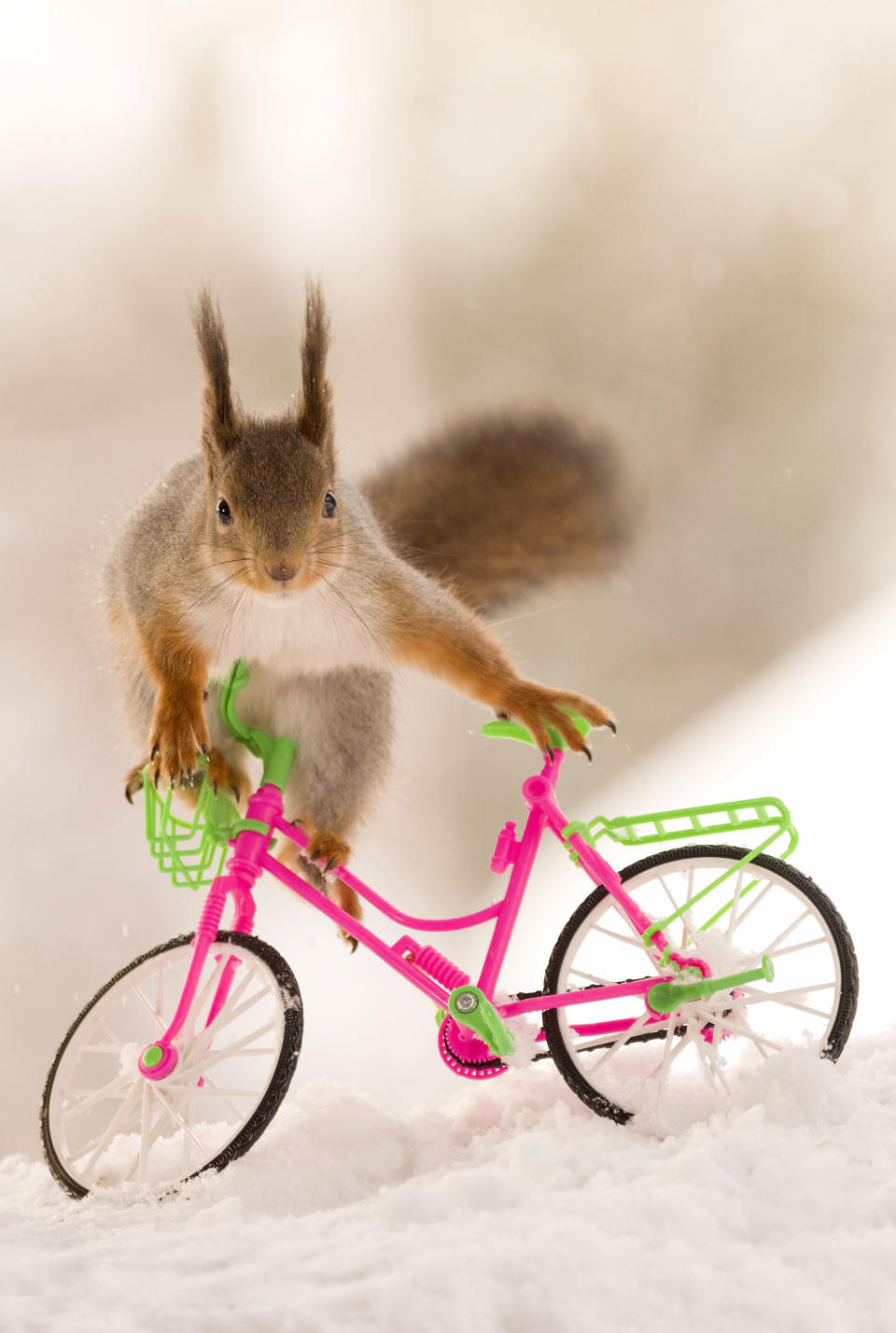 <p>“In this case, I put small pins into the bikes to keep them propped up and stop the squirrels [from] knocking them over.” (Photo: Geert Weggen/Caters News) </p>