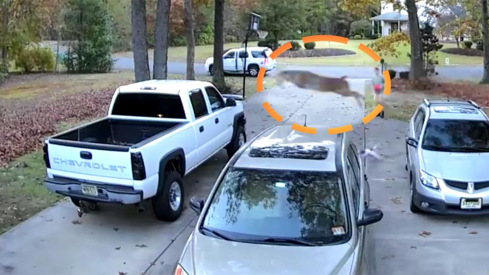 Watch a Flying Deer Hit a Pickup For Sale Just as the Buyer Arrives photo