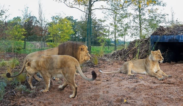 Chester Zoo opens new lion habitat