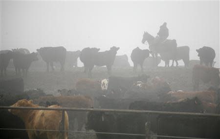 A cowboy moves livestock in a cattle feedlot next to a Tyson slaughterhouse near Pasco in Washington December 26, 2013. REUTERS/Ross Courtney