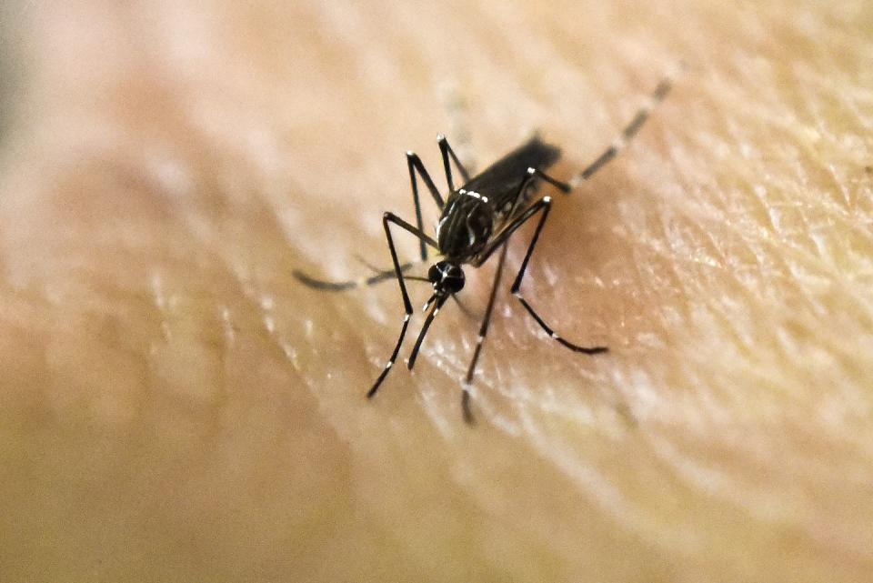Closeup of Aedes mosquito (PHOTO: Getty Images)
