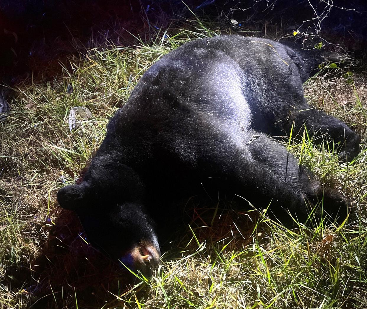 This black bear, which state wildlife officials estimated to weigh more than 300 pounds, was hit and killed by an automobile in Bedford County in November.