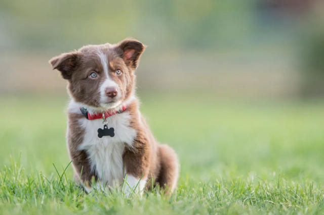 Selecting and Training a Border Collie Puppy - PetHelpful