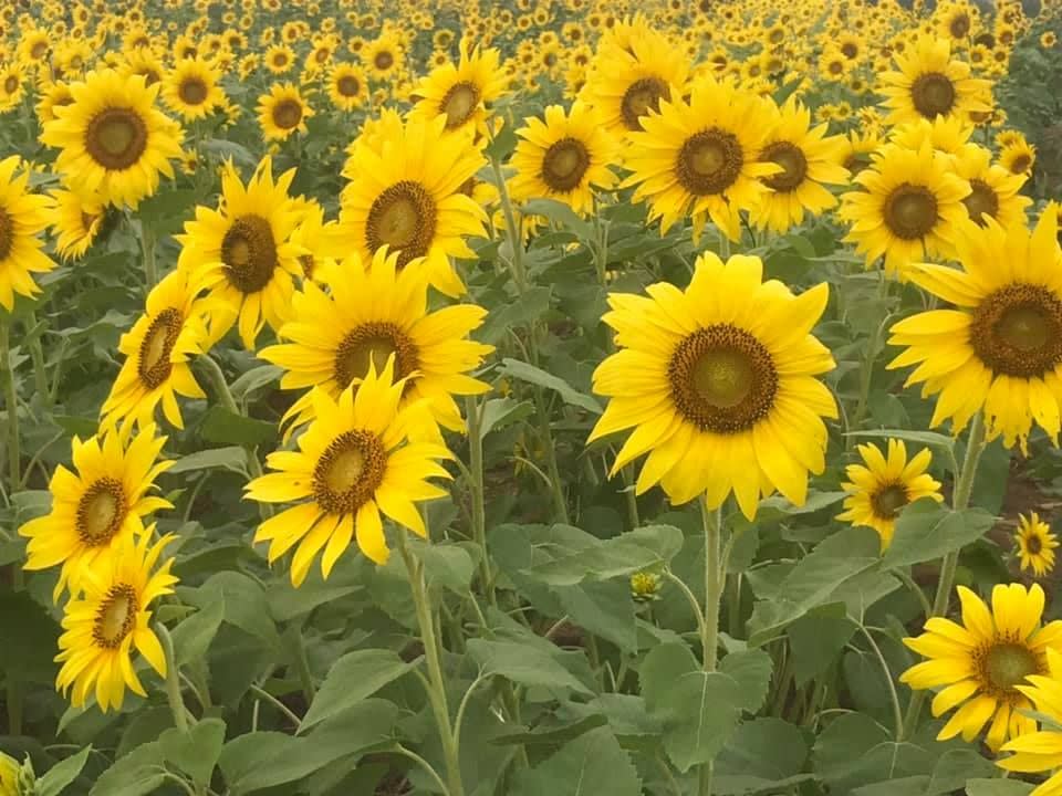 Grinter Farms in Lawrence, Kansas