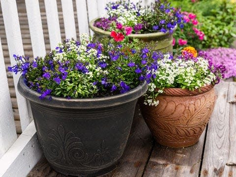 Multiple flowers in large container gardens jazz up a home or small patio garden.