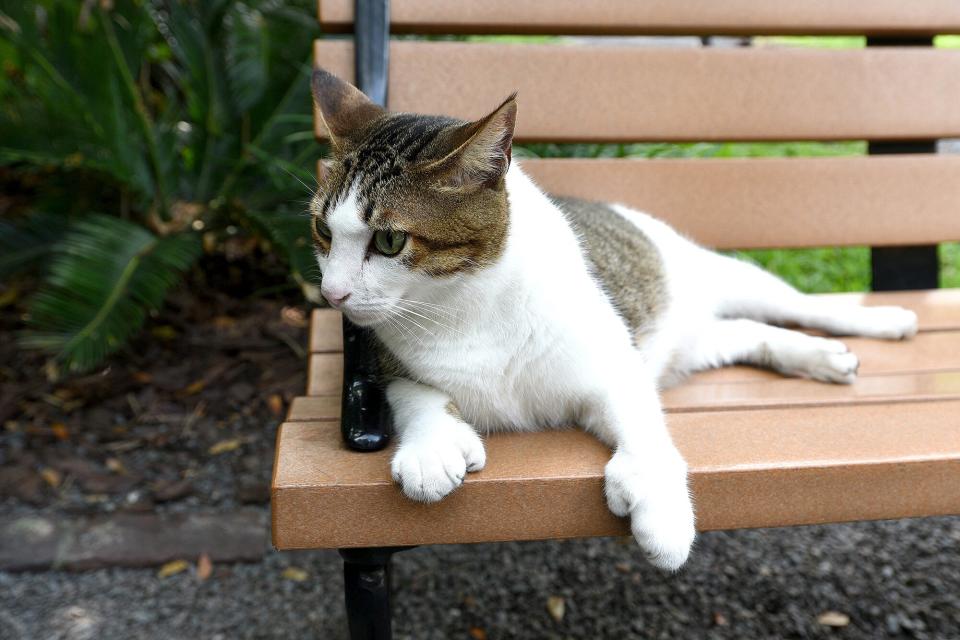 Six Toed Cat Ernest Hemingway House