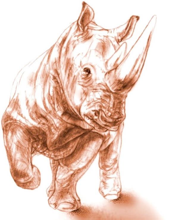 When alive, the rhino (Ceratotherium neumayri) would have weighed between 3,300 and 4,400 pounds (1,500 and 2,000 kilograms), about the size of a young white rhino, though sporting a shorter head, Antoine said. The animal was 10 to 15 years old