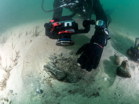 Divers are seen during the discovery of a centuries-old shipwreck, in Cascais in this handout photo released September 24, 2018. Augusto Salgado/Cascais City Hall/Handout via Reuters