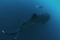 La increíble fotografía de Mauricio Handler, fue tomada durante una sesión para alimentar a más de 600 de estas gigantescas criaturas atraídas por los huevos del atún. (Cortesía de Mauricio Handler/ Handlerphoto.com/solent)