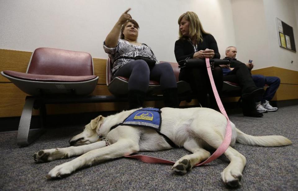 In this photo taken Monday, May 13, 2013, courthouse dog Kiley lies across the feet of Linda Avila, left, a witness in a homicide case, as Avila sits with Kiley's handler Michelle Walker, Justice Services manager, in a hallway at the Pierce County Courthouse in Tacoma, Wash. As canine companions in courthouses, dogs have helped thousands of victims and witnesses, but some challenges are working their way through the courts, driven by attorneys who claim the dogs are distractions or sympathy magnets. So far, all lower courts have upheld the use of dogs. (AP Photo/Elaine Thompson)