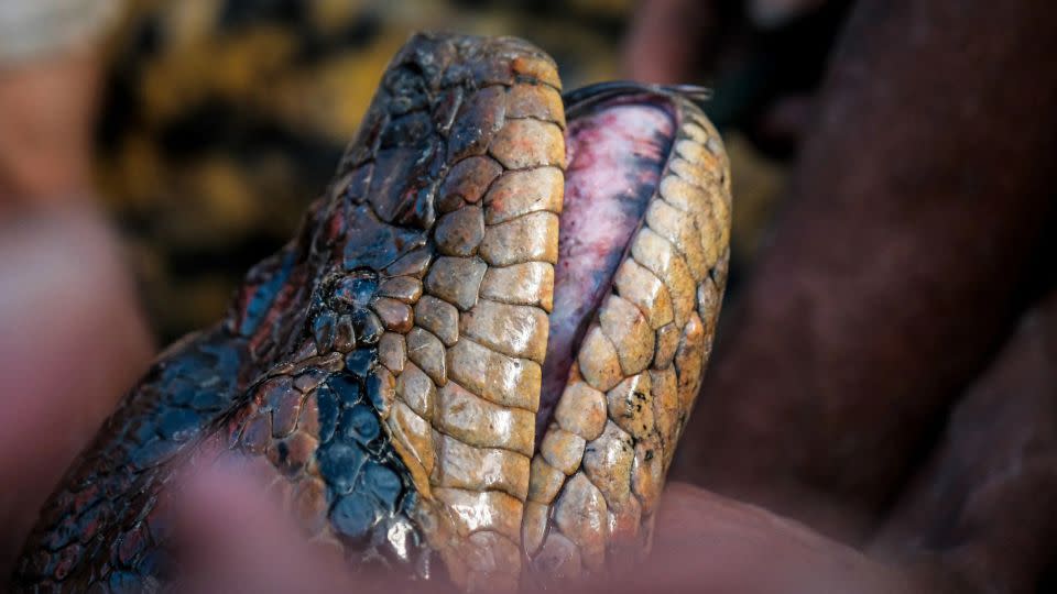 The discovery was made while filming for a National Geographic series. - Professor Bryan Fry/The University of Queensland