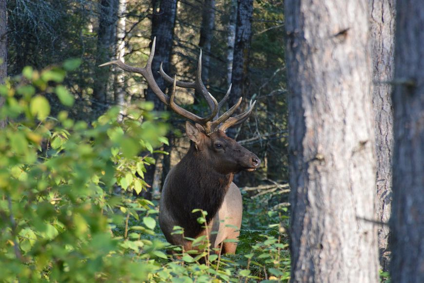 The application period for the 2024 elk hunting season is now open.