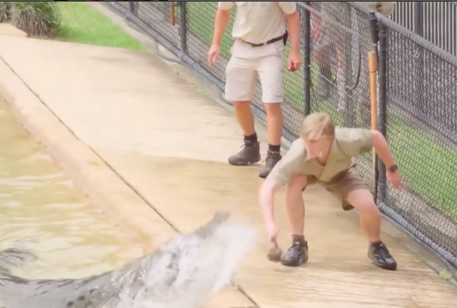 Robert Irwin feeding a crocodile at Australia Zoo