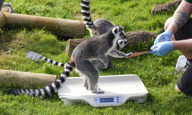 Ring-tailed lemurs 