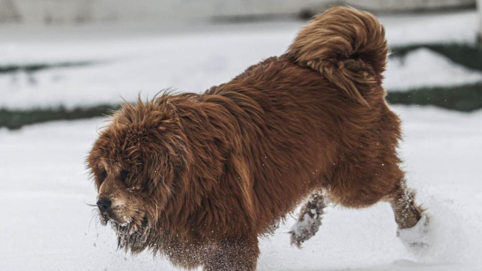 ankara, turkiye january 25 a tibetan mastiff breed dog walks on a snow covered area after snowfall in turkish capital ankara on january 25, 2022 photo by metin aktasanadolu agency via getty images