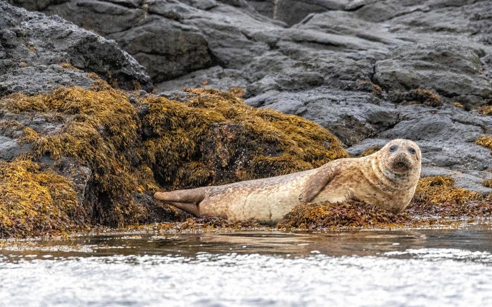 A common seal resting on a rock - Saskia Coulson and Colin Tennant / EYOS