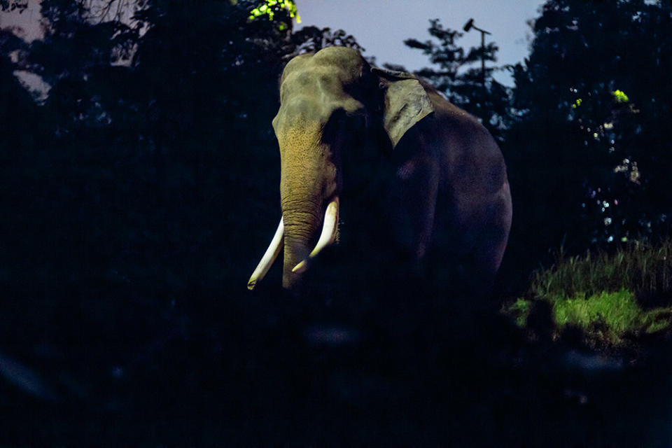 夜間野生動物園（Image Source : Getty Creative）