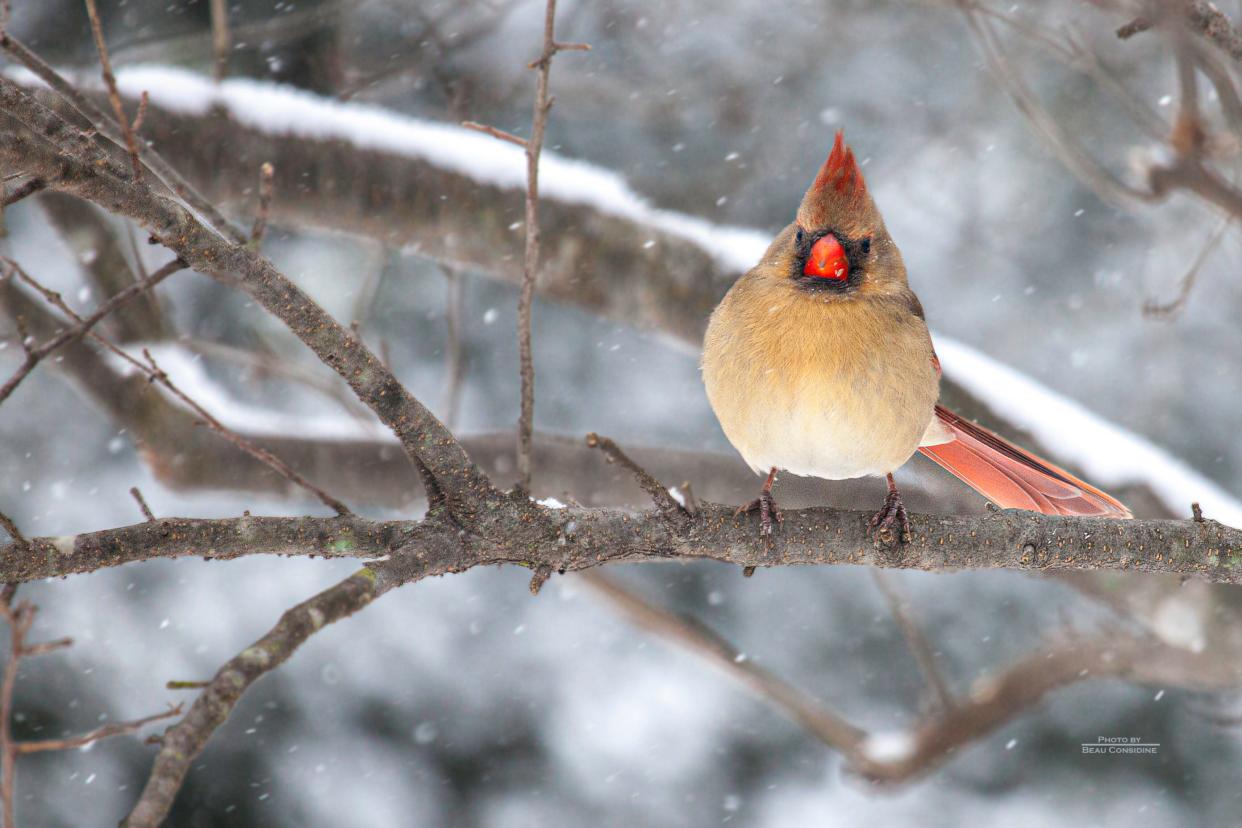 Winter sends some birds south, while others, like the cardinal pictured here, endure the cold and snow with the rest of us.