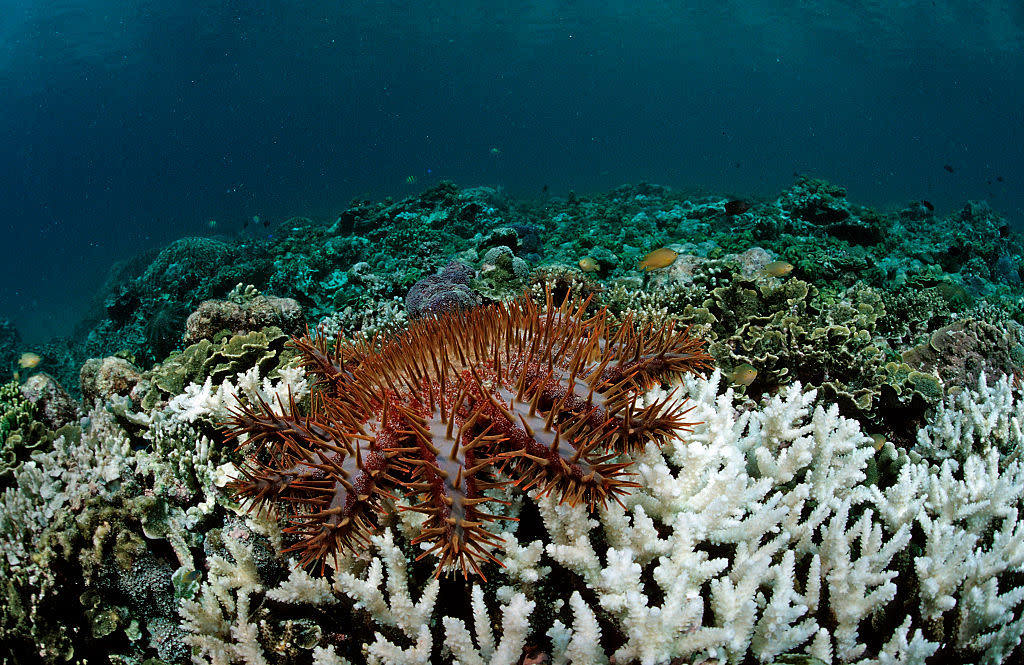 The Great Barrier Reef is seriously struggling right now, and here’s why that matters