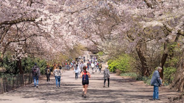 PHOTO: People walk under the cherry blossoms during spring season at Central Park in New York, on April 10, 2023. (Mostafa Bassim/Anadolu Agency/Getty Images)