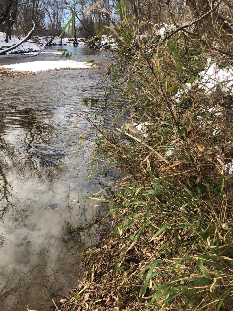 Indigenous peoples, including the Cherokee, used river cane for baskets and other items. As its name implies, it grows along the banks of rivers and streams in the mountains, including here along Cane Creek in Bill Moore Community Park in Fletcher.