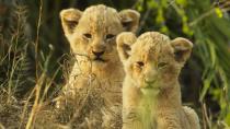 <p>If you love nature documentaries, then this new eight-part series narrated by Helena Bonham Carter is an absolute must watch. Filmmakers follow the adventures of baby lions, elephants, penguins, pangolins, and more as they learn to navigate the highs and lows of life in the wild alongside their respective families. In total, the series follows 17 unique animal families and several different species across 16 different countries as they welcome their adorable new additions. Prepare to follow the young animals from their infancy into their adulthood as they achieve a variety of milestones and learn to become more independent.</p> <p><a href="http://www.netflix.com/title/81170676" class="link " rel="nofollow noopener" target="_blank" data-ylk="slk:Watch &quot;Wild Babies&quot; on Netflix">Watch "Wild Babies" on Netflix</a>.</p>
