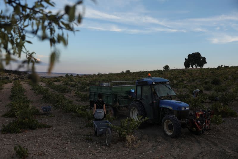 Hot weather forces night grape harvest in Spain