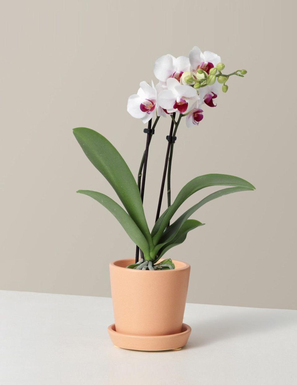 54) Petite White Orchid