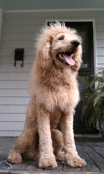 goldendoodle lion