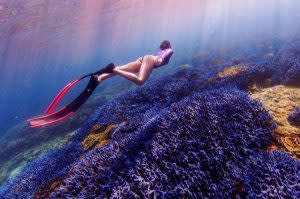 海底薰衣草森林｜Penghu Underwater Lavender Forest (Courtesy of @yinyin618/Instagram)