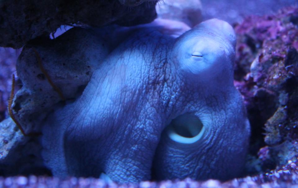 Träumen Oktopusse von der Jagd? (Symbolbild: Getty Images)