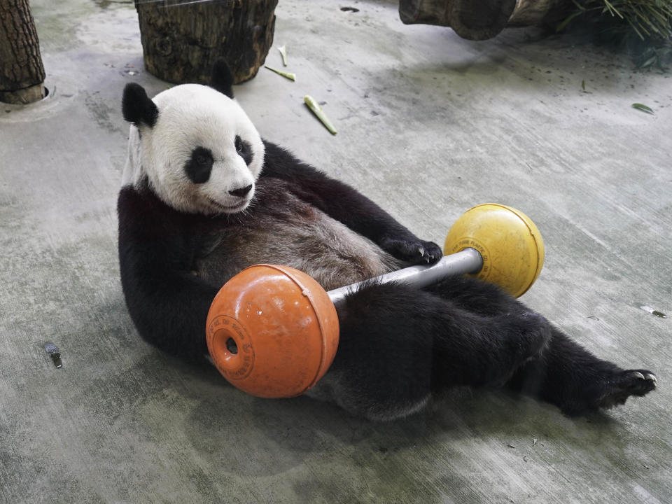 台北市立動物園今天指出，大貓熊「圓圓」體重約為107公斤，黑眼圈較圓，耳朵根部明顯內收，就像是綁了兩個髮髻。（台北市立動物園提供）
