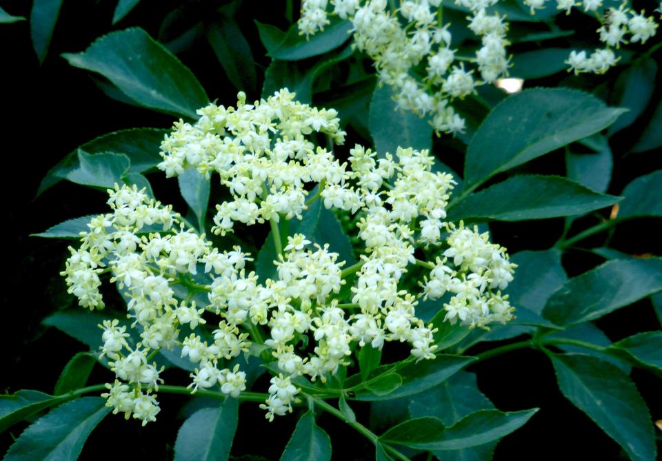 The showy and artsy Sambucus mexicana bears profuse clusters of fragrant blossoms late spring and into the summer. Petals are buttery yellow when blossoms open, gradually turning creamy white. Clusters are followed by juicy sweet berries that attract many kinds of birds.