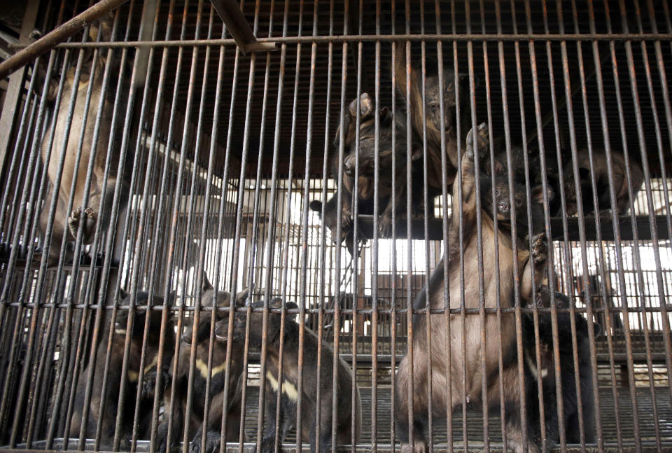 In this photo taken on Jan. 24, 2014, bears look out from a cage at a bear farm in Dangjin, south of Seoul, South Korea. Several bears lie stacked on top of each other, as still as teddy bears, as they gaze out past rusty iron bars. Others pace restlessly. The ground below their metal cages is littered with feces, Krispy Kreme doughnuts, dog food and fruit. They’ve been kept in these dirty pens since birth, bred for a single purpose: to be killed for their bile. (AP Photo/Lee Jin-man)