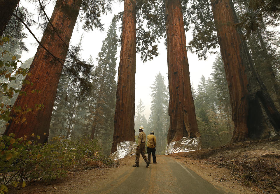 Ed Christopher, left, Deputy Fire Director at U.S. Fish and Wildlife Service, looks over the Four Guardsmen at the entrance to General Sherman at Sequoia National Park, Calif., Wednesday, Sept. 22, 2021. The Four Guardsmen were wrapped by structure wrap to protect them from fires along with General Sherman. (AP Photo/Gary Kazanjian)