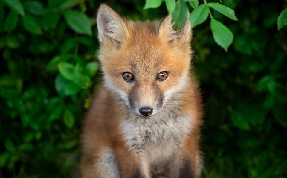 Curious Red Fox pup in the meadow looking at camera, New York