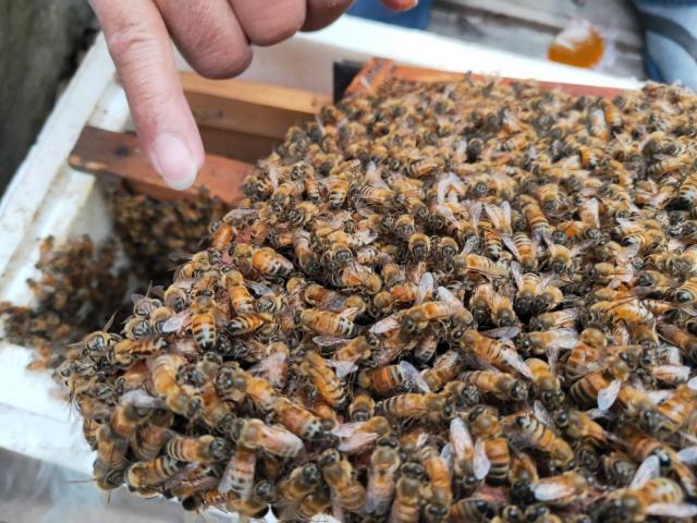載著蜜蜂去流浪 養蜂經濟學開啟蜂馥人生