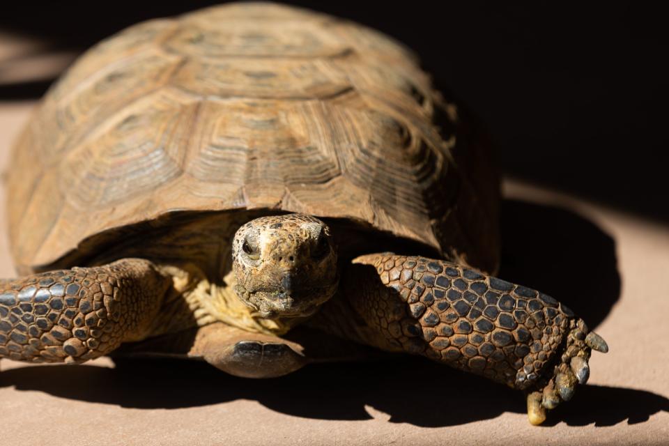 A tortoise sunbathes outside Wild Friends at Best Friends Animal Sanctuary in Kanab on Thursday, July 27, 2023. | Megan Nielsen, Deseret News